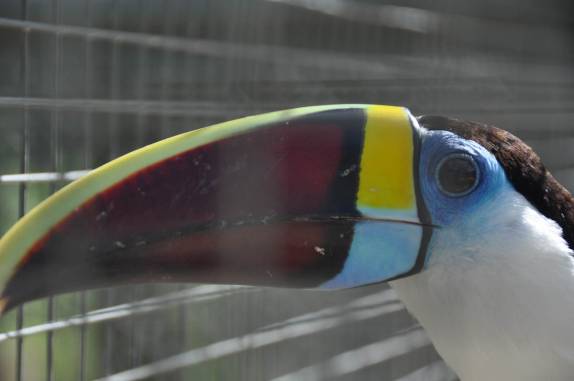 Vistoso Tucano no Centro de Pesquisas de Animais, em Balbina - AM